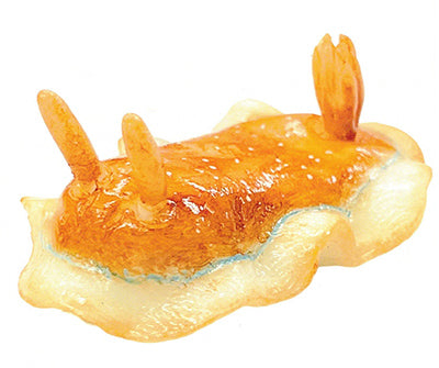 1/1 scale world of sea slugs Gacha Series featuring a detailed orange dorid-type nudibranch with rhinophores and a gill plume.