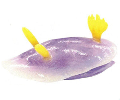 1/1 scale World of Sea Slugs Gacha Series featuring a Chromodorididae sea slug with translucent body, yellow rhinophores, and gill plumes.