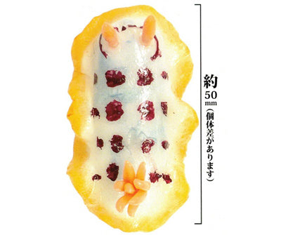 1/1 scale world of sea slugs Gacha Series: A realistic dorid nudibranch toy, white with reddish spots, yellow edges, featuring rhinophores and a gill plume.