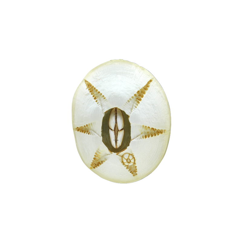 Bleached sand dollar skeleton featured in NTC MONO+ Barnacle Magnet & Ball Chain Gacha Series, emphasizing Strangecat Toys' unique blind box art toy selection.