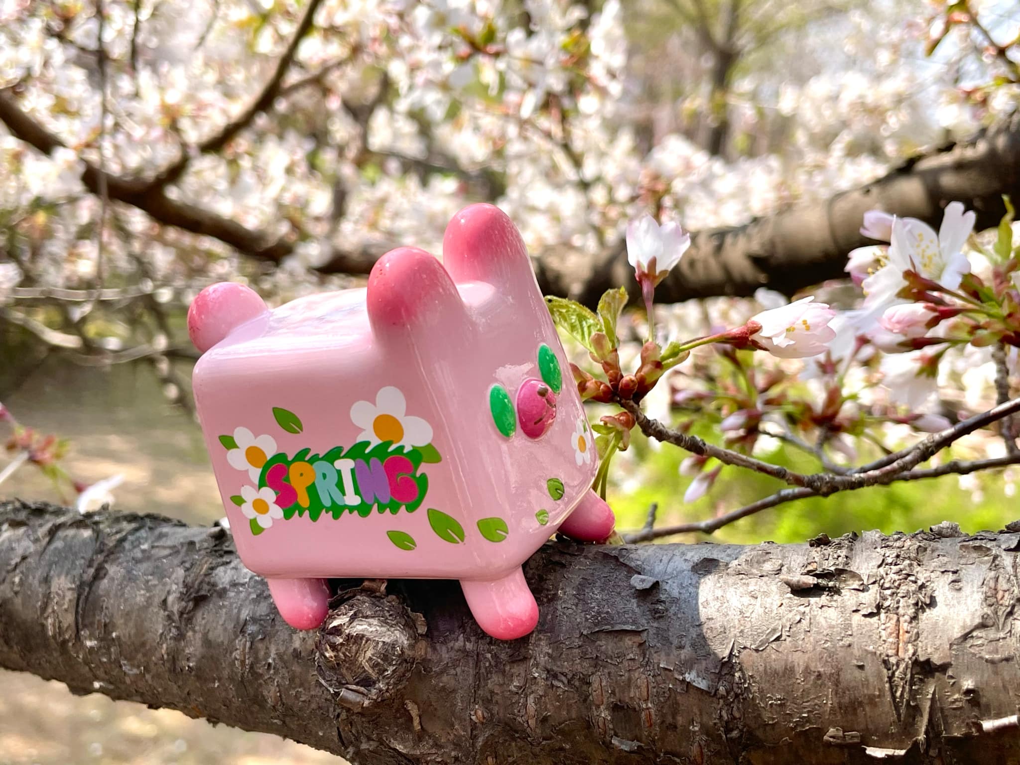 Box Bear - Sakura Spring Ver. by Rato Kim